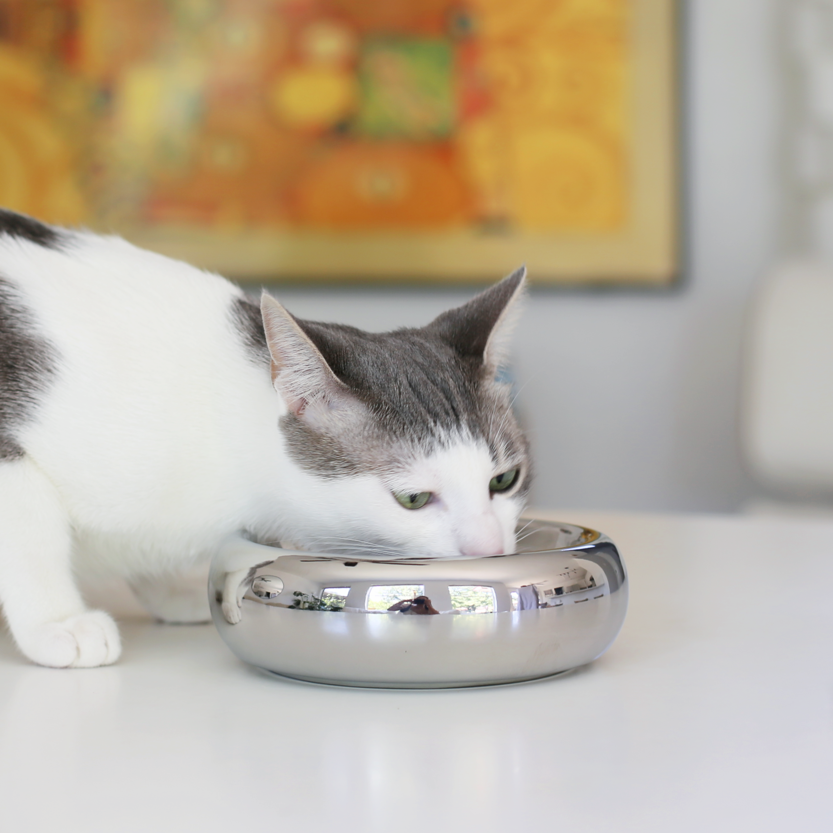 Halo Cat Food Bowl in Chrome